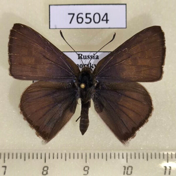 Lycaenidae Niphanda fusca Primorye