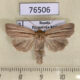 76506p Noctuidae Mythimna impura Primorye $3