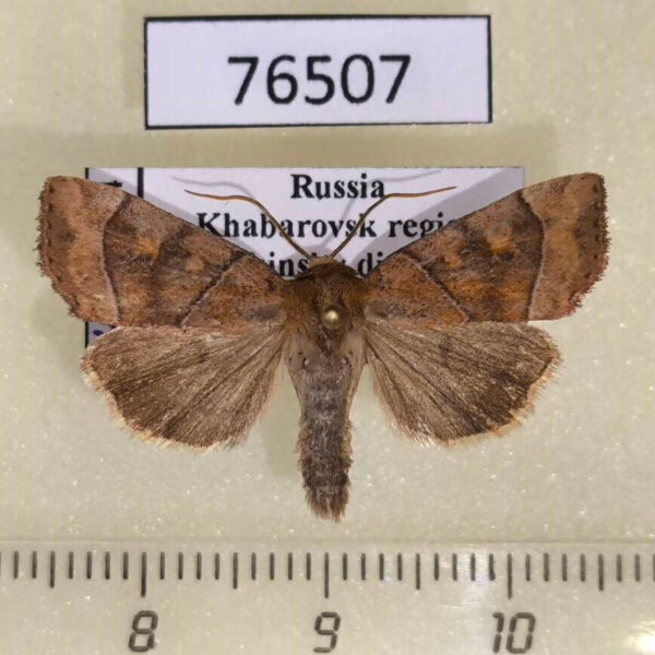 Noctuidae Cosmia trapezina Khabarovsk reg.