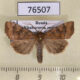 76507p Noctuidae Cosmia trapezina Khabarovsk reg. $4