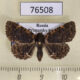 76508p Noctuidae Diomea cremata Primorye $8
