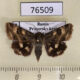 76509p Noctuidae Heliothis ononis f Primorye $6