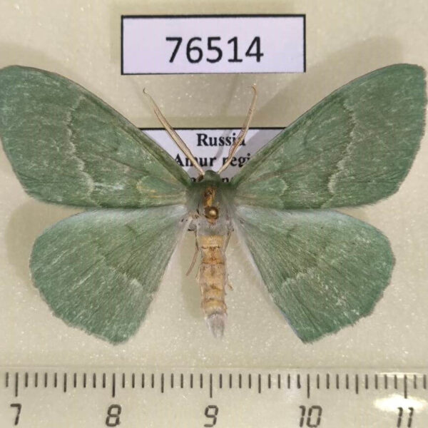 Geometridae Geometra herbacearia Amur reg.