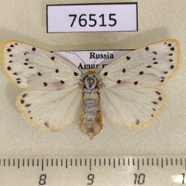 Arctiidae Stigmatophora micans f Amur reg.