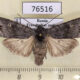 76516p Noctuidae Lithomoia solidaginis Transbaikal reg. $6