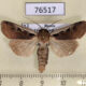 76517p Noctuidae Albocosta stenzi Transbaikal reg. $7