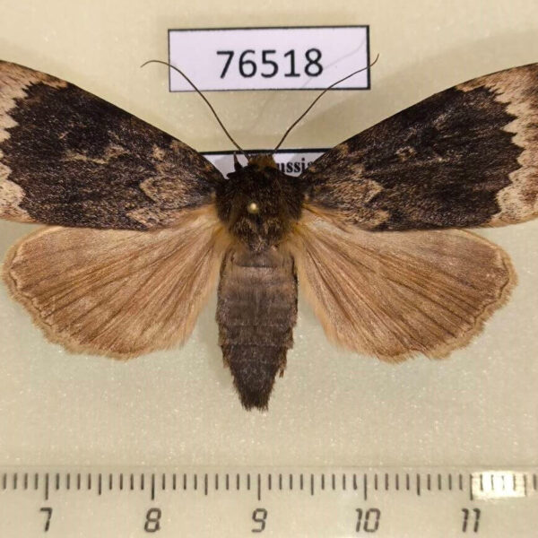 Noctuidae Amphipyra perflua f Tyva rep.