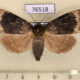 76518p Noctuidae Amphipyra perflua f Tyva rep. $8