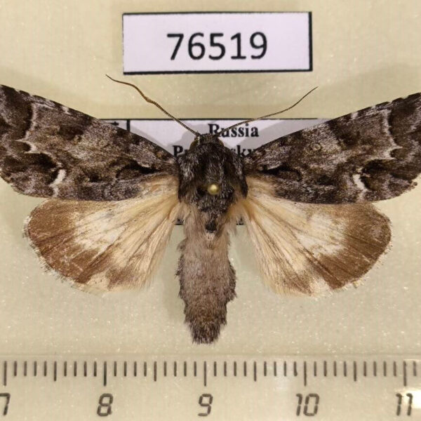 Noctuidae Acronicta digna Primorye