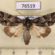 76519p Noctuidae Acronicta digna Primorye $7
