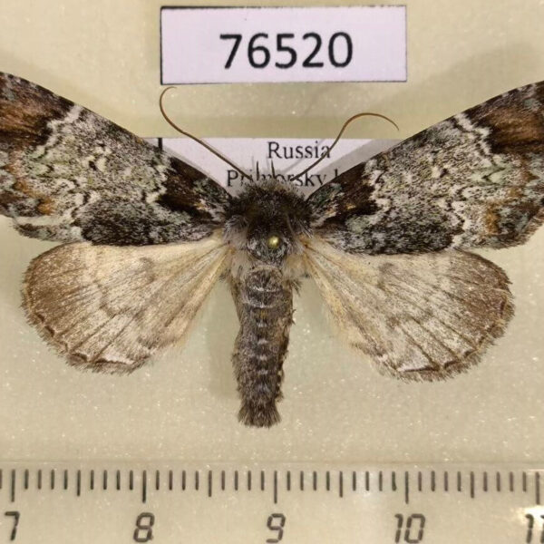 Noctuidae Belciades niveola Primorye