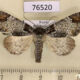 76520p Noctuidae Belciades niveola Primorye $4
