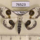 76523p Geometridae Problepsis superans Primorye $9