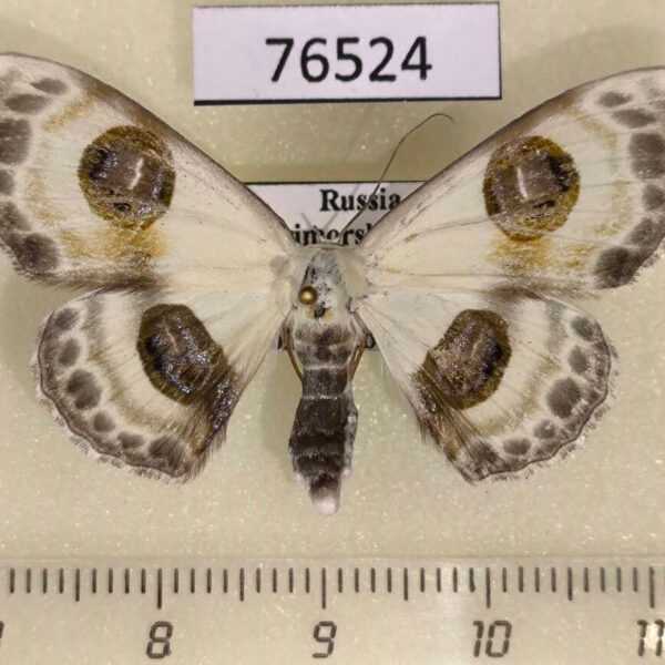 Geometridae Problepsis superans f Primorye