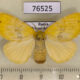 76525p Lymantridae Artaxa subflava f Primorye $6