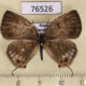 76526p Lycaenidae Antigius butleri Primorye $6