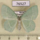76527p Geometridae Hemistola zimmermanni f Primorye $8