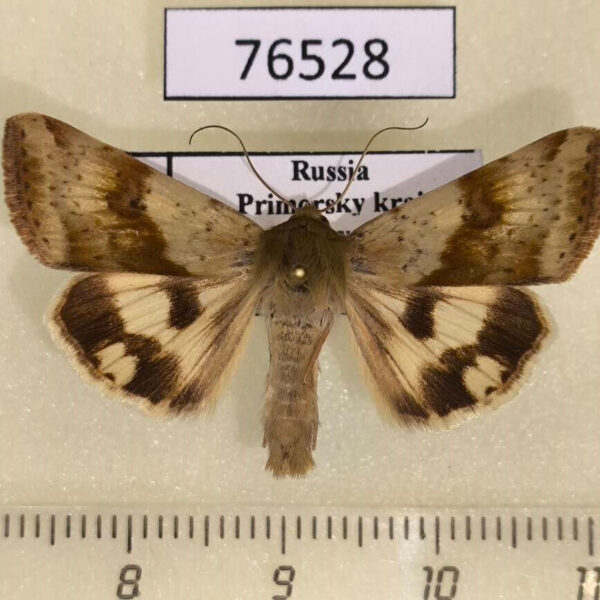 Noctuidae Heliothis viriplaca Primorye