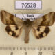 76528p Noctuidae Heliothis viriplaca Primorye $5
