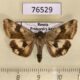 76529p Noctuidae Heliothis viriplaca Primorye $3