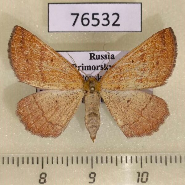 Geometridae Ectephrina semilutata f Primorye