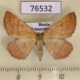 76532p Geometridae Ectephrina semilutata f Primorye $7
