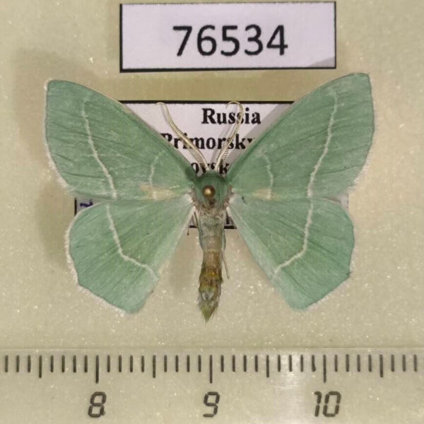 Geometridae Hemistola zimmermanni Primorye