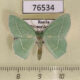 76534p Geometridae Hemistola zimmermanni Primorye $8
