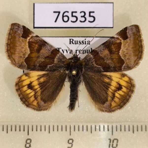 Noctuidae Euclidia glyphica Tyva rep.