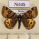 76535p Noctuidae Euclidia glyphica Tyva rep. $4