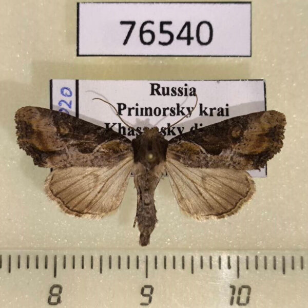 Noctuidae Lateroligia ophiogramma Primorye