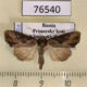 76540p Noctuidae Lateroligia ophiogramma Primorye $7