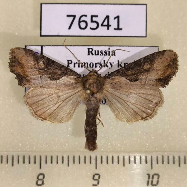 Noctuidae Lateroligia ophiogramma Primorye