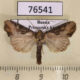 76541p Noctuidae Lateroligia ophiogramma Primorye $5