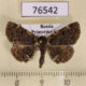 76542p Noctuidae Diomea cremata Primorye $7