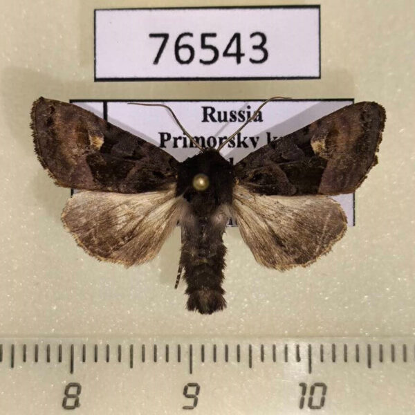 Noctuidae Euplexia koreaplexia Primorye