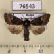 76543p Noctuidae Euplexia koreaplexia Primorye $6