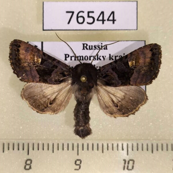 Noctuidae Euplexia koreaplexia Primorye