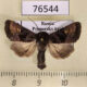 76544p Noctuidae Euplexia koreaplexia Primorye $6