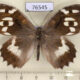 76545p Satyridae Chazara enervata Kazakhstan $5