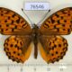 76546p Nymphalidae Argynnis adippe tianschanica Kazakhstan $8