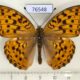 76548p Nymphalidae Argynnis vorax Primorye $5