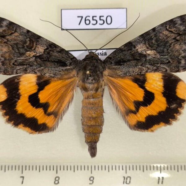 Noctuidae Catocala helena Primorye