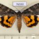 76550p Noctuidae Catocala helena Primorye $17