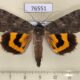 76551p Noctuidae Catocala bella Primorye $6