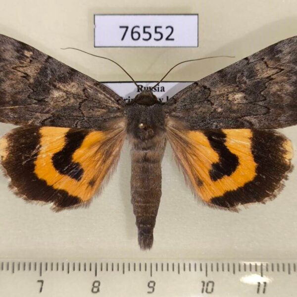 Noctuidae Catocala bella Primorye