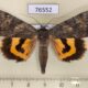 76552p Noctuidae Catocala bella Primorye $5