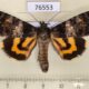 76553p Noctuidae Catocala praegnax Primorye $9