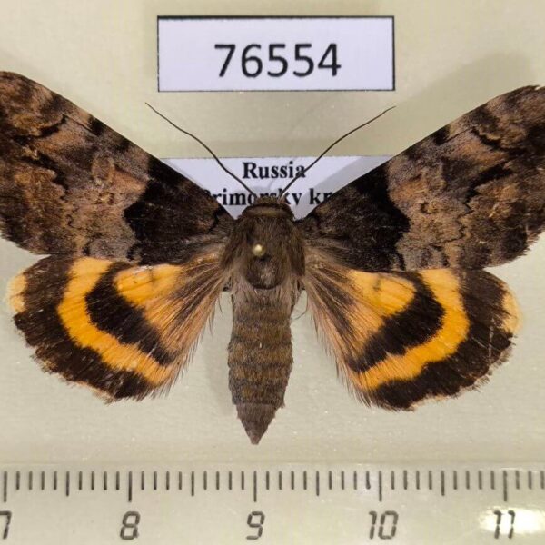Noctuidae Catocala moltrechti f Primorye