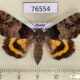 76554p Noctuidae Catocala moltrechti f Primorye $25